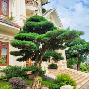 Cách chữa tùng la hán bị chết khô cành