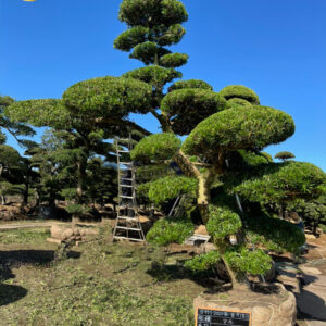 tùng dáng huyền toàn jp