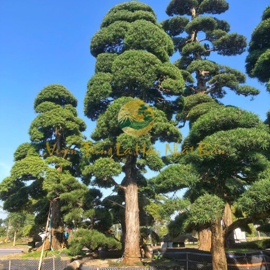 tùng la hán dáng trực