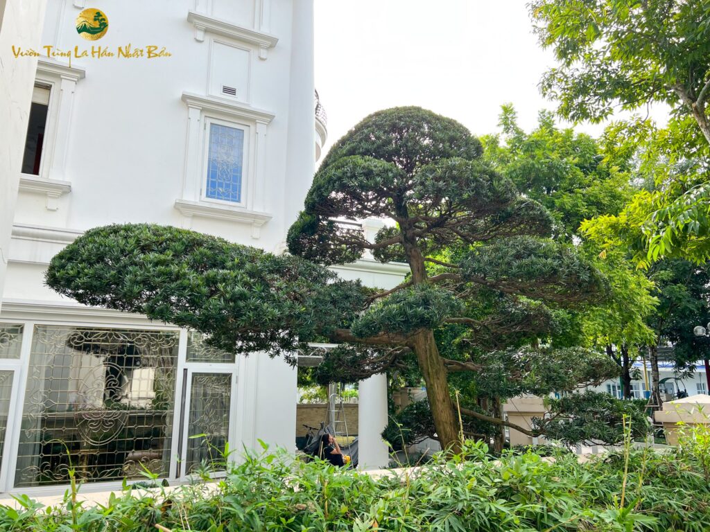 Cây tùng la hán dáng trực tay bay