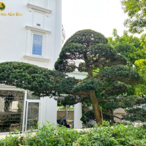 Cây tùng la hán dáng trực tay bay