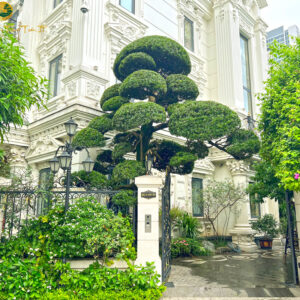 cây tùng la hán dáng trực huyền