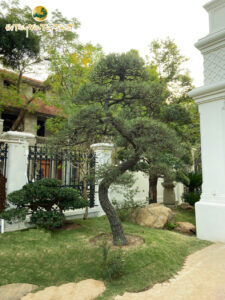 Cây thông đen