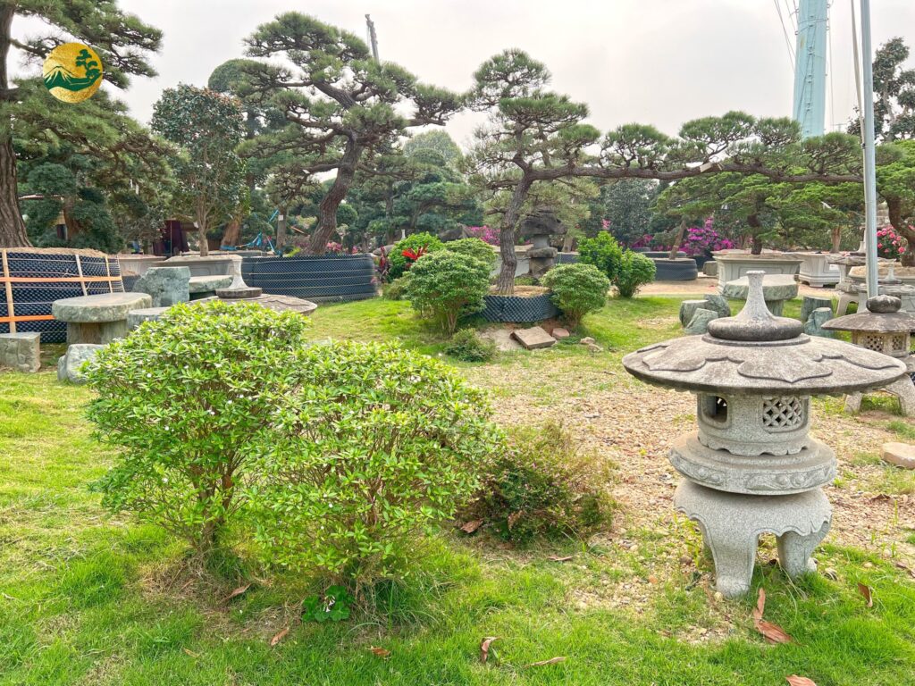 Cây cảnh phong thủy