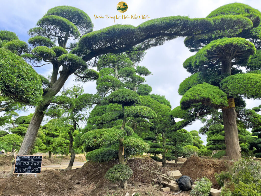 lợi ích khi trồng cây tùng la hán nhật bản