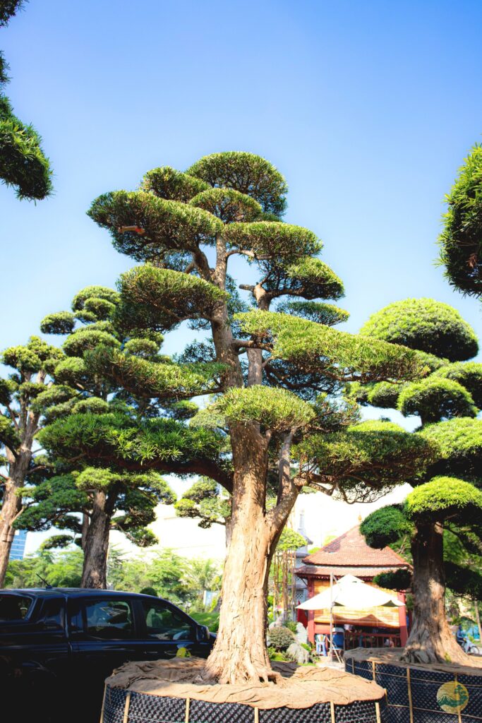 tùng la hán có đắt không?