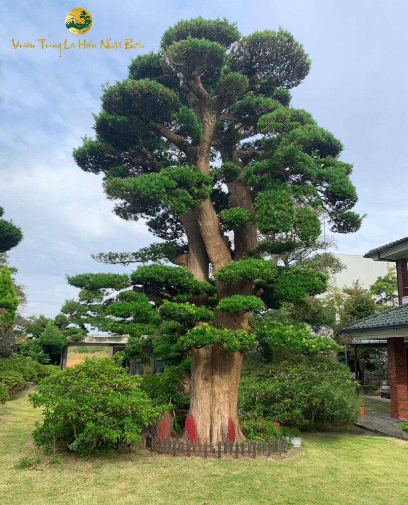 Cổ - Kỳ - Mỹ - Văn