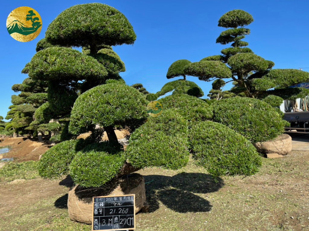 tùng dáng huyền toàn jp