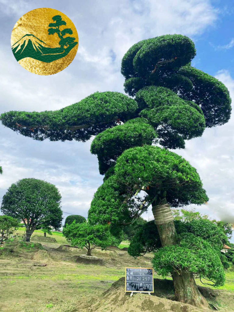 tùng nhật toàn jp