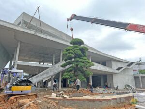 Hướng dẫn chọn cây tùng la hán đẹp