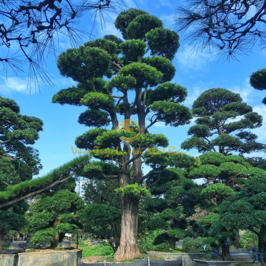 Tùng Cúc Trúc Mai