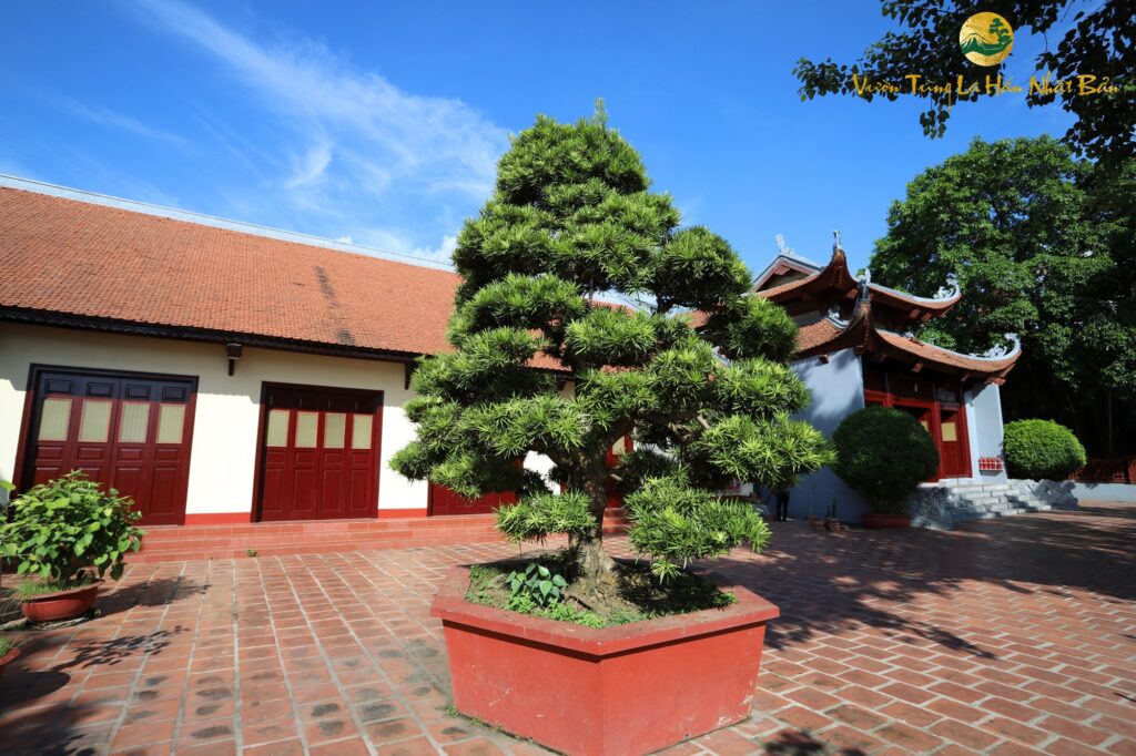 Tùng la hán đẹp