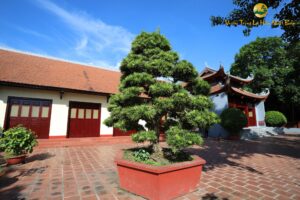 Tùng la hán đẹp