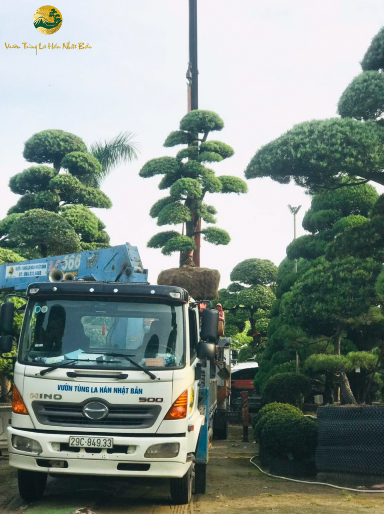 Mua bán tùng la hán giá tốt