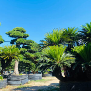 Vạn tuế