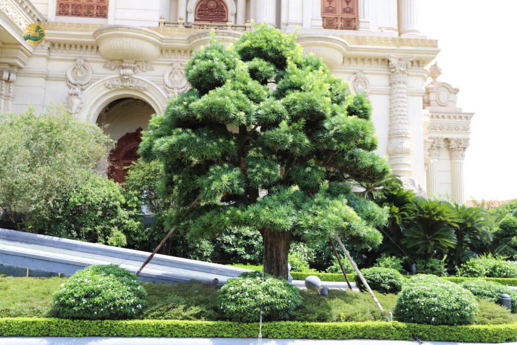 Vị trí trồng tùng la hán phong thủy