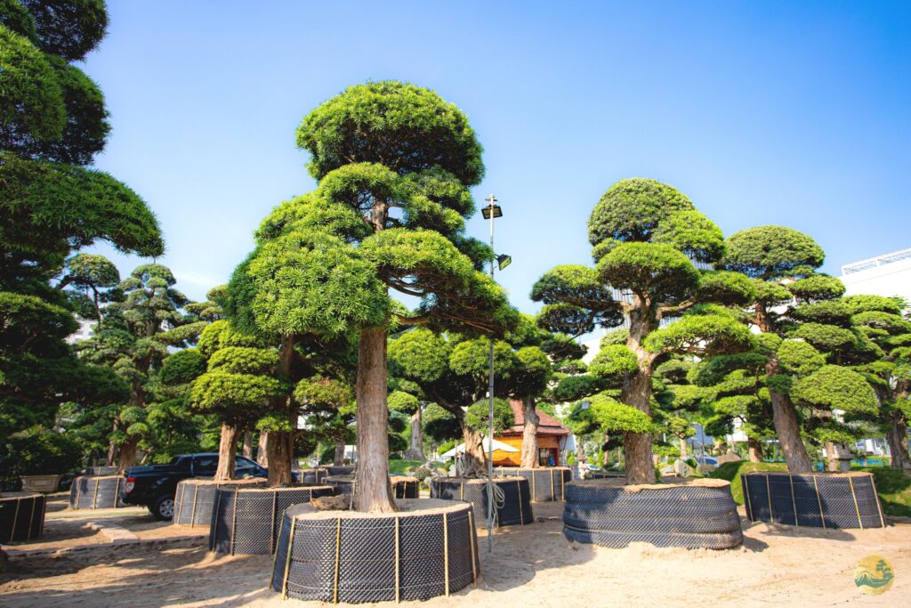 Vườn tùng la hán ở hà nội