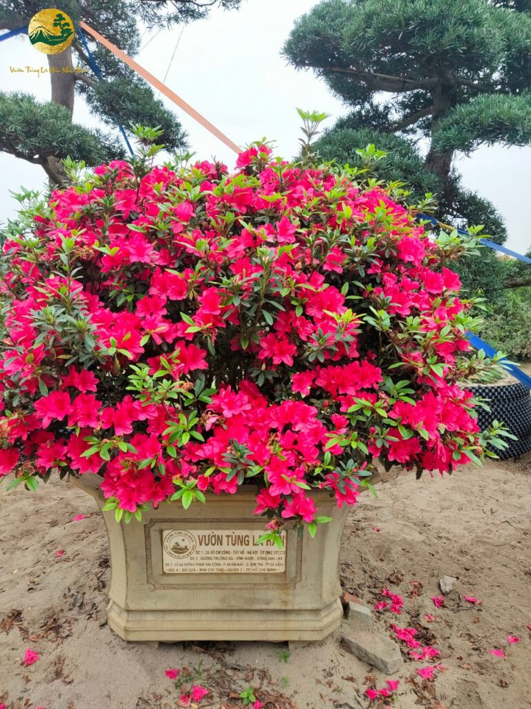 Ý nghĩa của cây hoa đỗ quyên