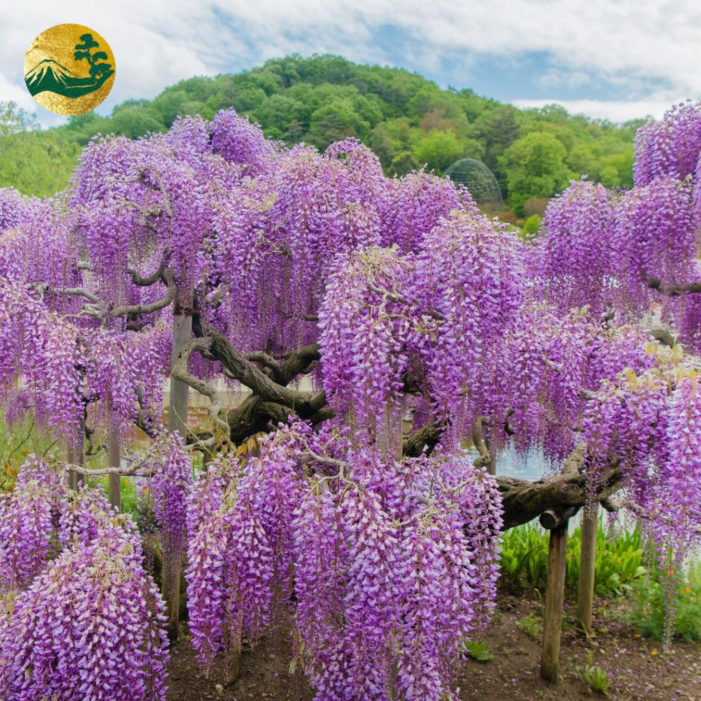 Ý nghĩa hoa tử đằng
