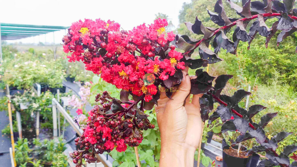 Ý nghĩa hoa tường vi