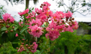 Ý nghĩa hoa tường vi