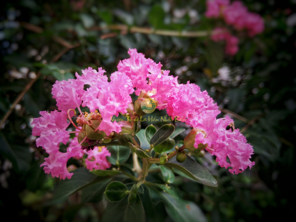 Ý nghĩa hoa tường vi