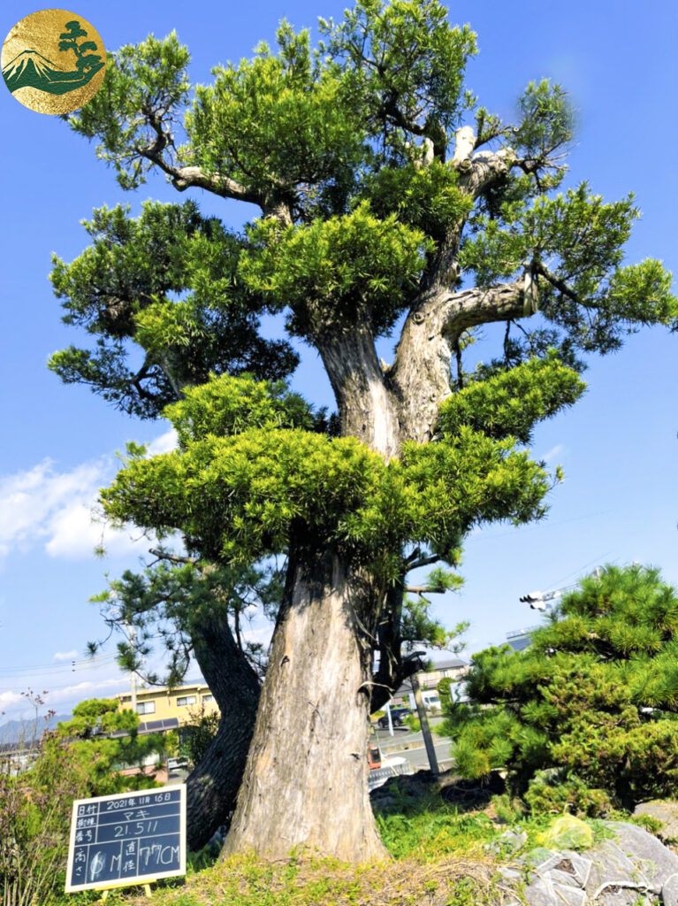 Ý nghĩa tùng xổng