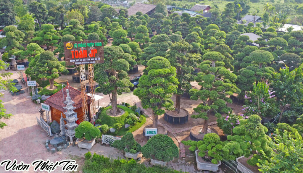 bán tùng la hán hà nội