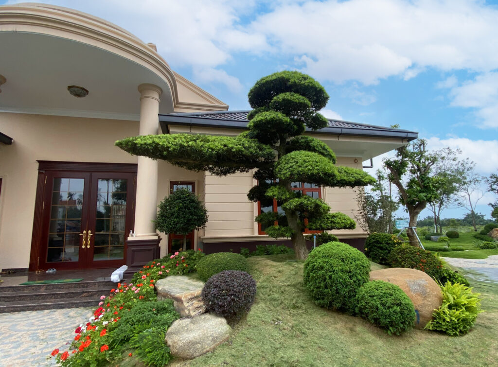 bán tùng la hán hà nội