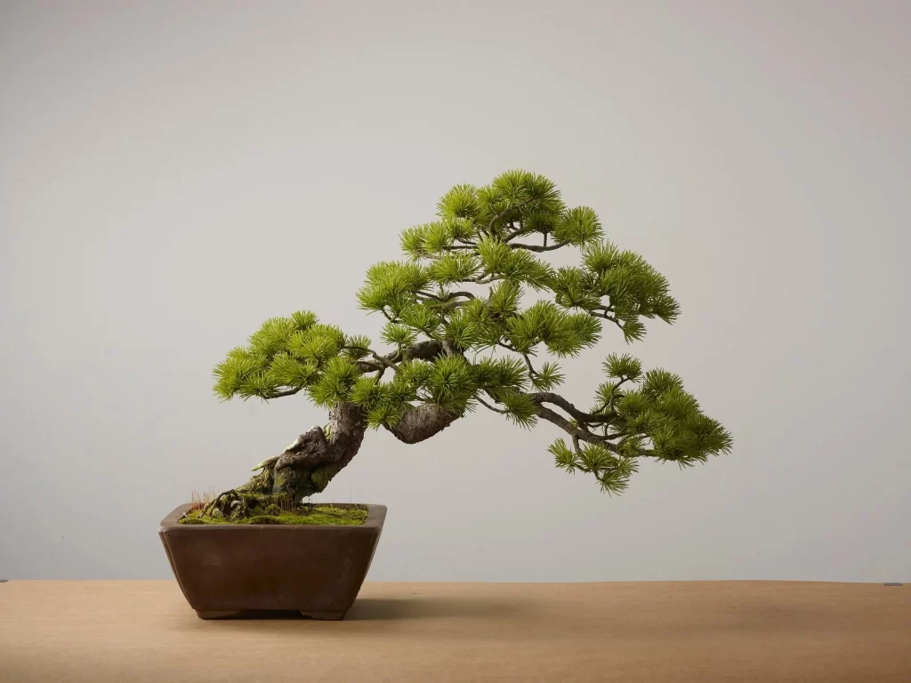 bonsai