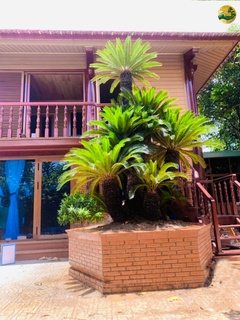 cách trồng và chăm sóc cây vạn tuế