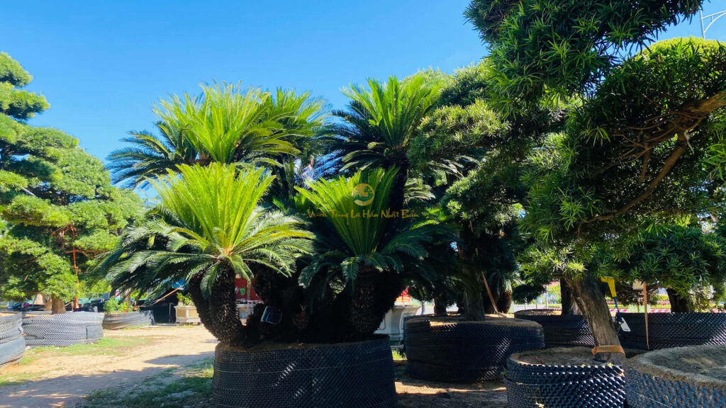 cách trồng và chăm sóc cây vạn tuế