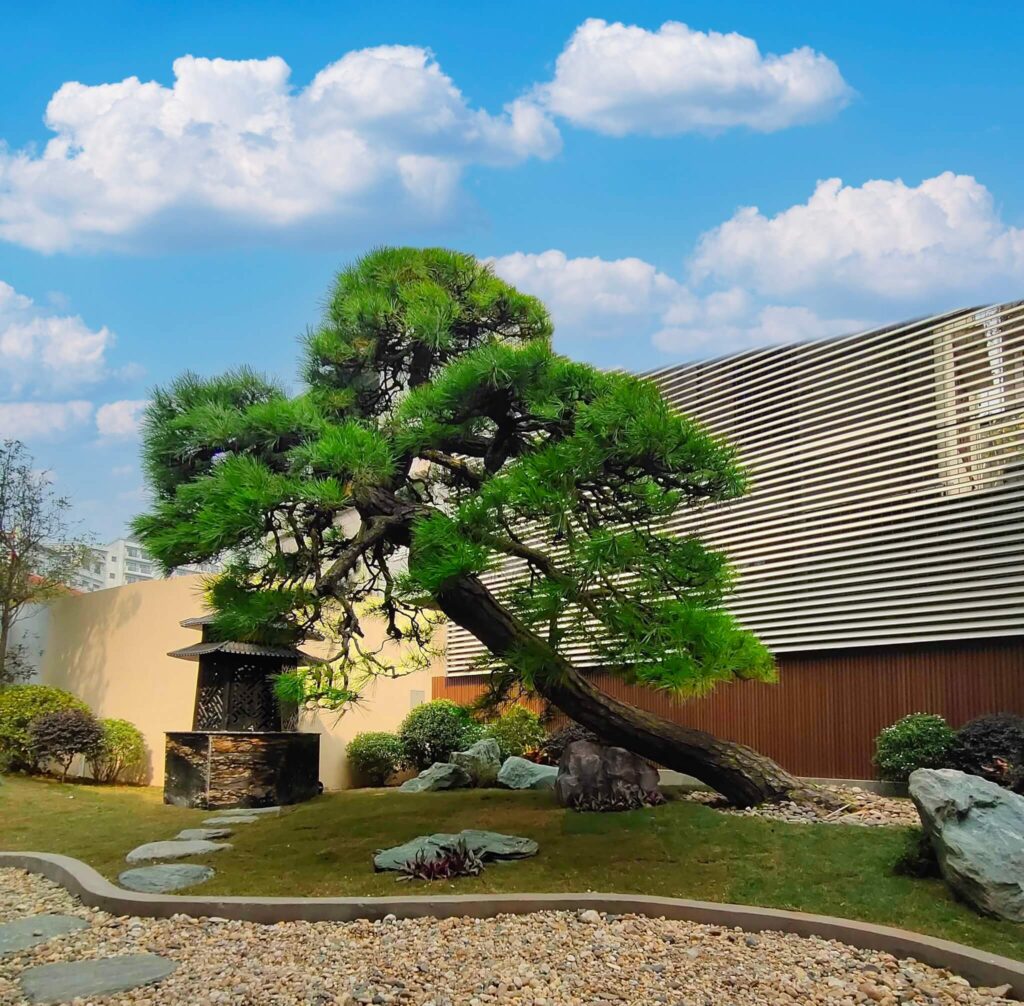 cách trồng và chăm sóc thông đen