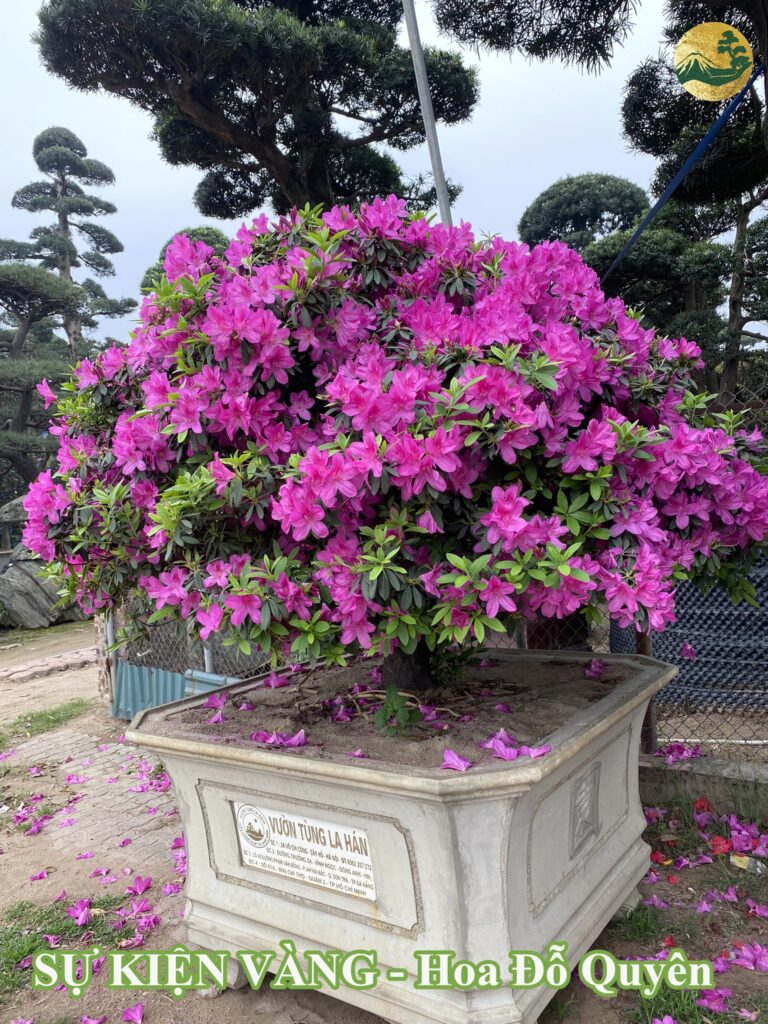 Cách chăm sóc hoa đỗ quyên đẹp