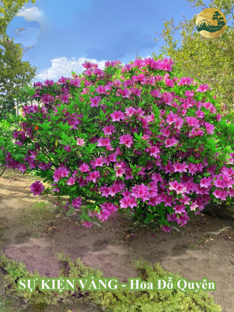 Cách chăm sóc hoa đỗ quyên đẹp