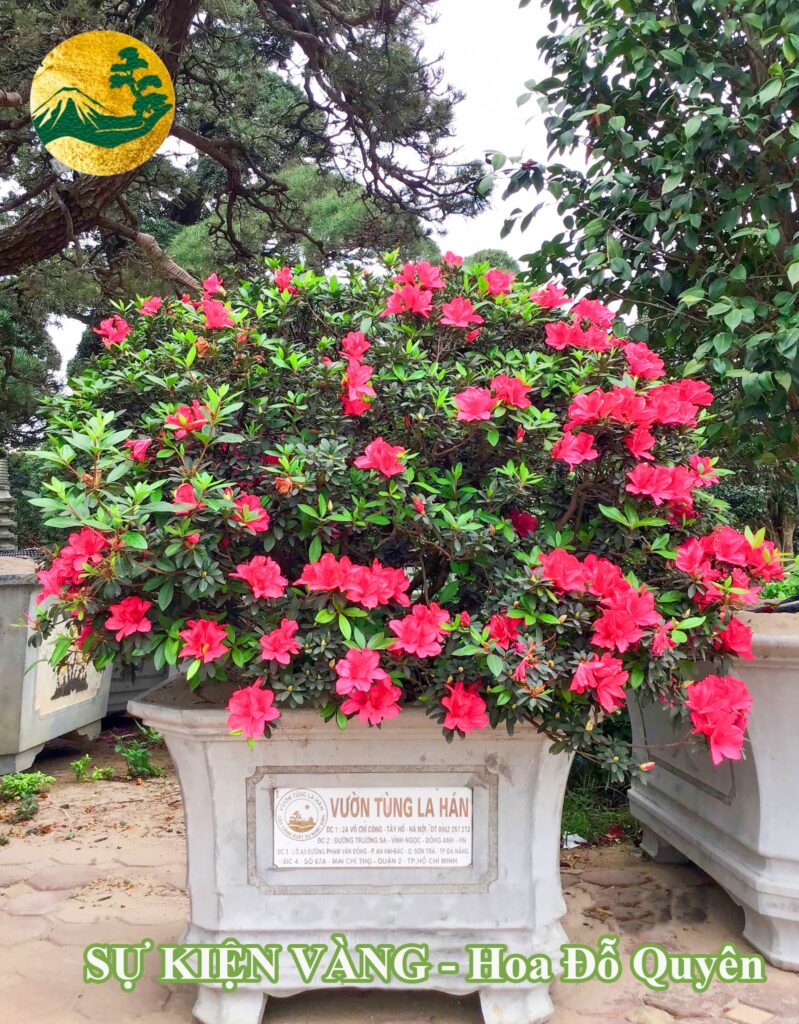 Cách chăm sóc hoa đỗ quyên đẹp