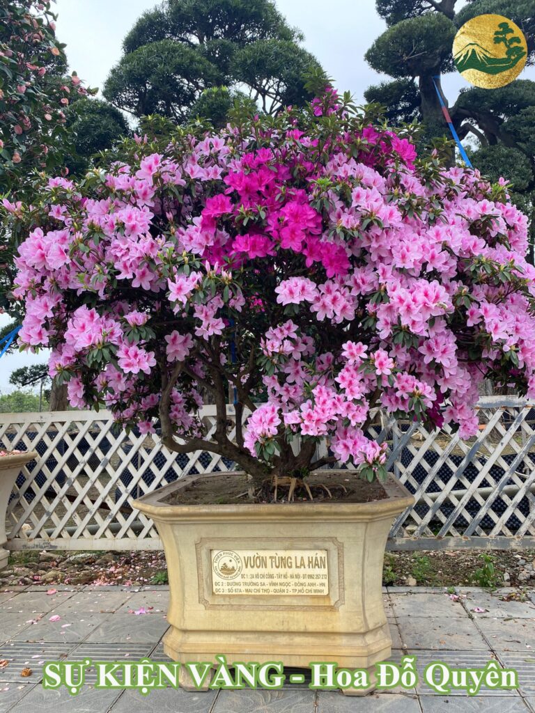 Cách chăm sóc hoa đỗ quyên đẹp