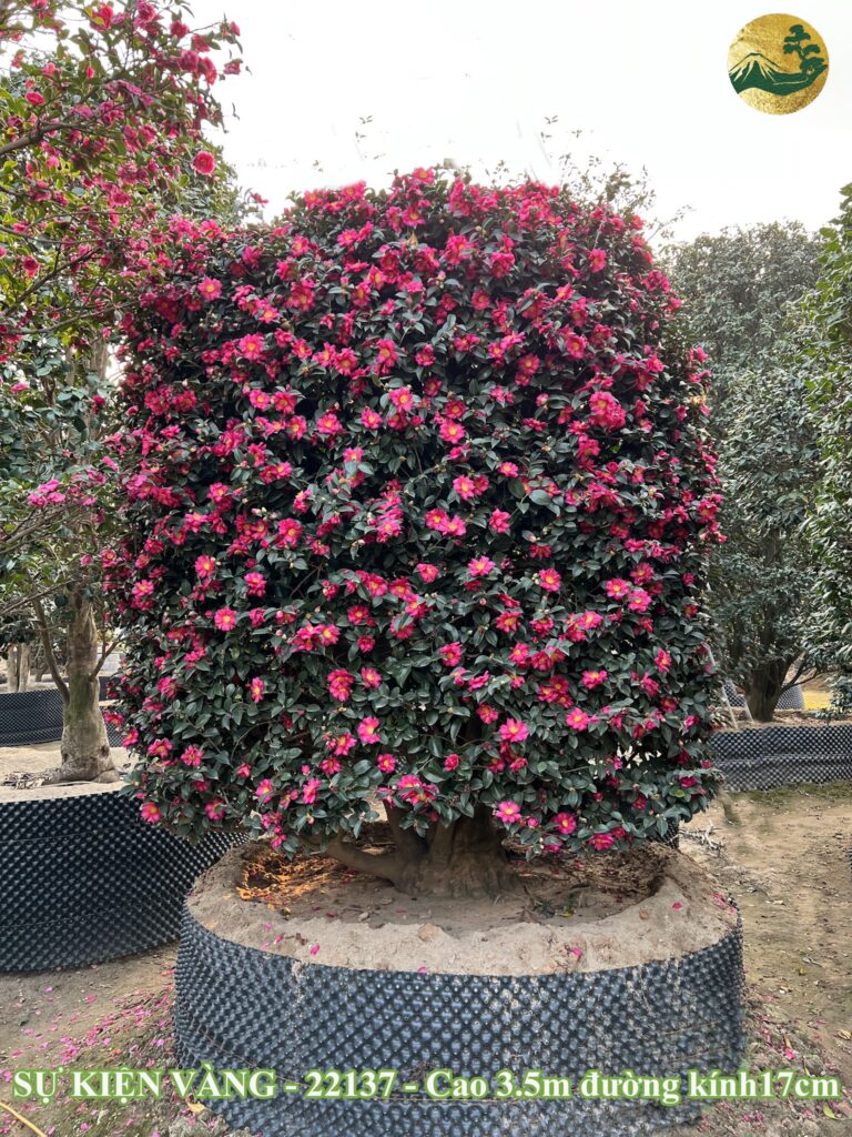 cây hoa trà nhật bản