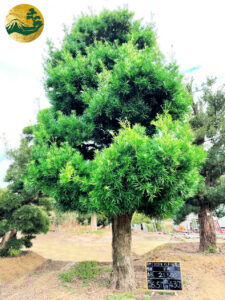 cây tùng xổng