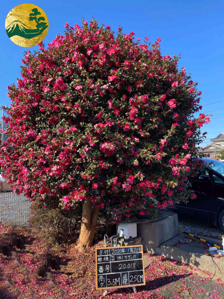 Cách chăm sóc hoa trà nhật