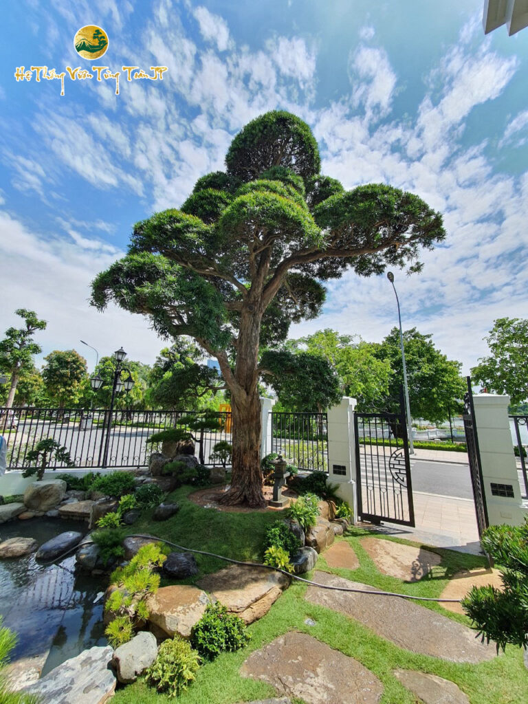 Mẫu tiểu cảnh sân vườn đẹp