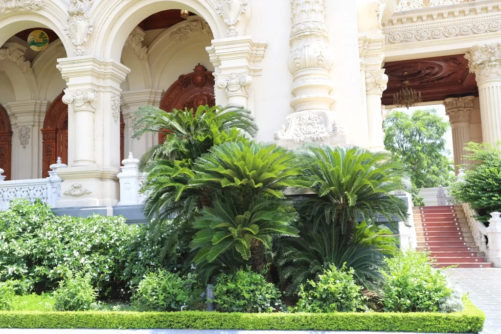 Phân biệt cây thiên tuế và vạn tuế