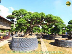 Tùng la hán dáng thế đẹp