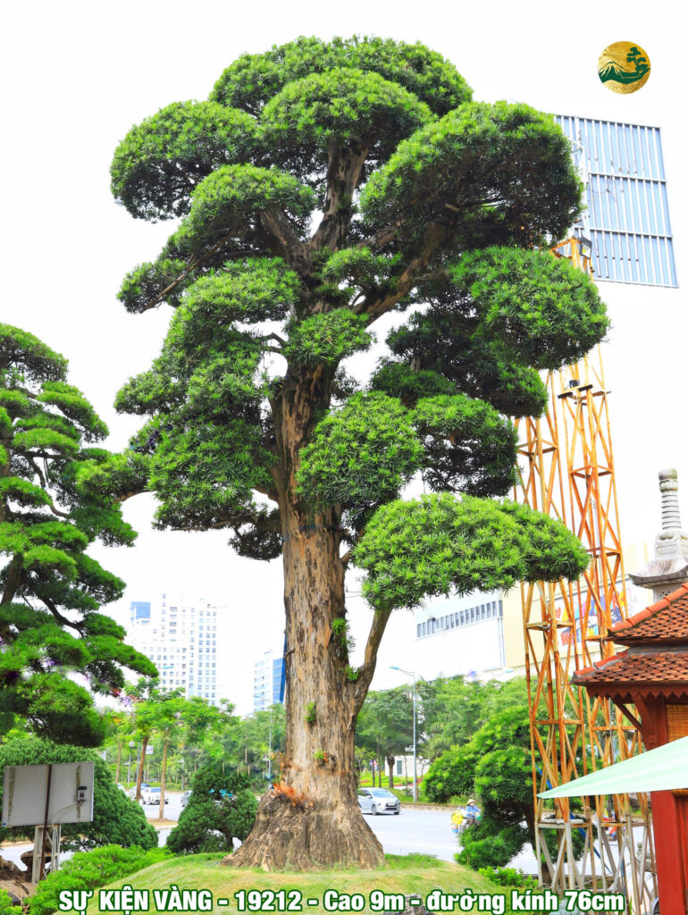 Tùng la hán dáng trực đẹp