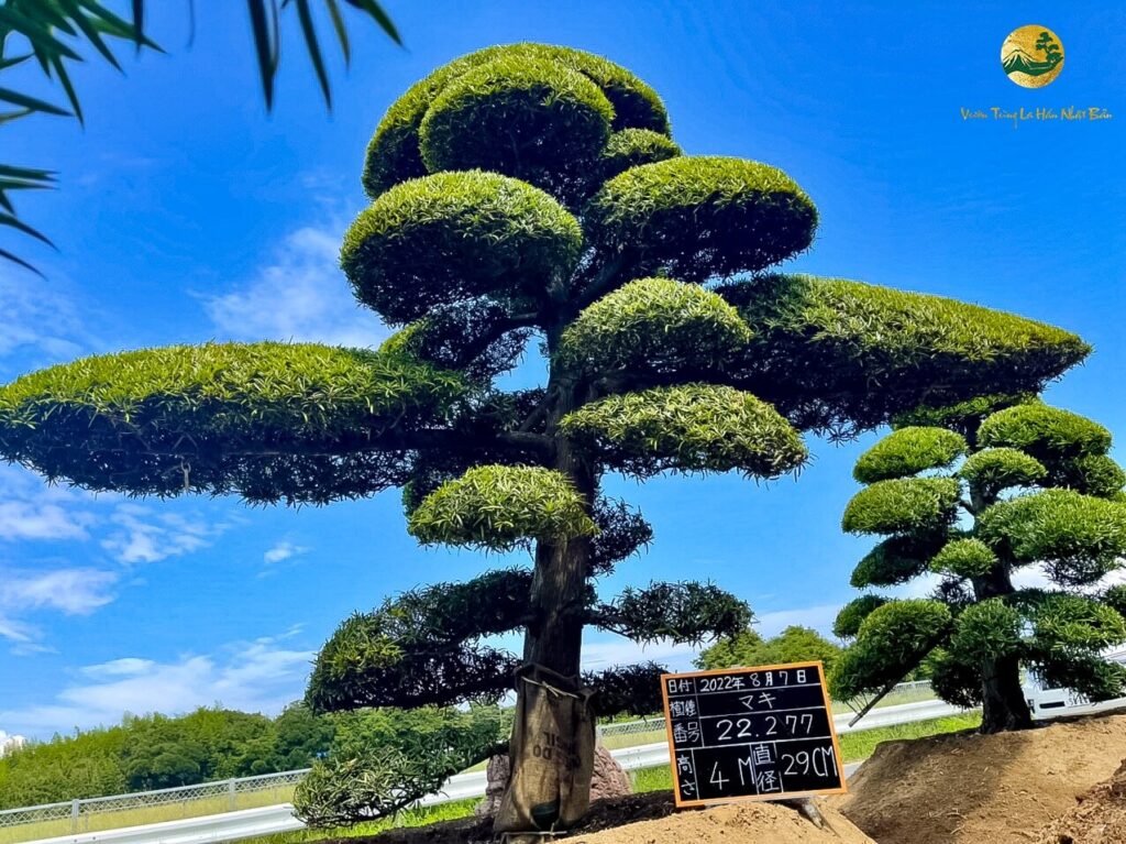 ý nghĩa cây vạn niên tùng