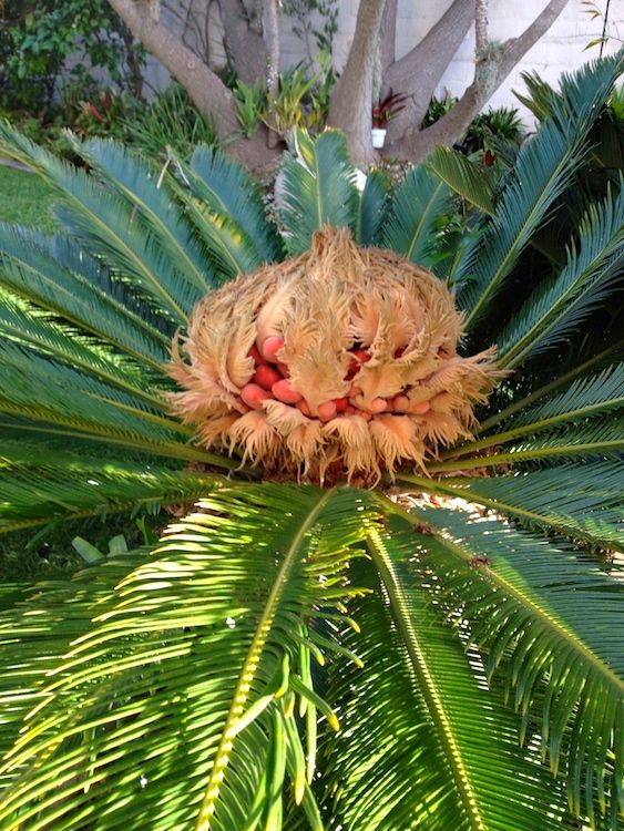 quả cây vạn tuế