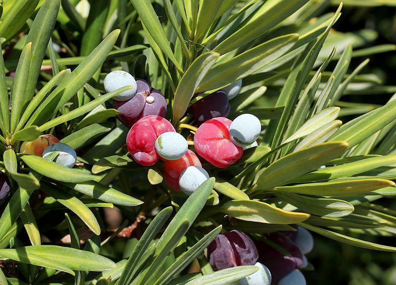 Quả tùng la hán có ăn được không?