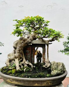 bộ tứ linh cây cảnh
