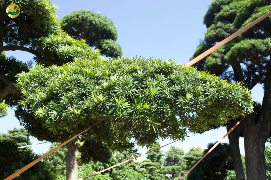 Cách giâm cành tùng la hán