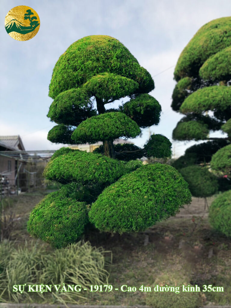 Khám phá bộ sưu tập cây TÙNG CỐI NHẬT BẢN - DUYÊN CỔ TÙNG